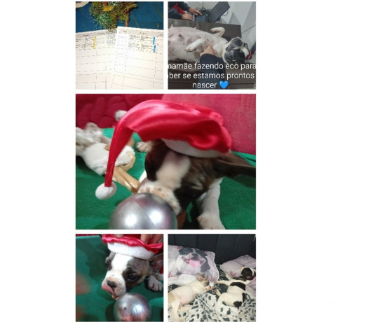 buldogue-frances-macho-gravatai-rs-venda-de-filh-em-rio-grande-entrega-rapida-e-garantia-de-satisfacao-entrega-imediata-big-2