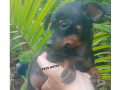 pinscher-preto-canela-mococa-sp-venda-de-filhote-sao-paulo-oportunidade-unica-oportunidade-unica-small-0