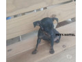 pinscher-preto-canela-mococa-sp-venda-de-filhote-sao-paulo-oportunidade-unica-oportunidade-unica-small-1