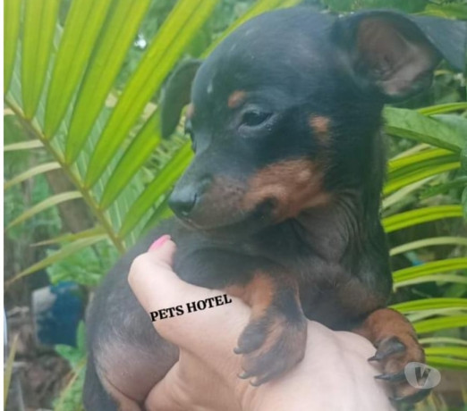 pinscher-preto-canela-mococa-sp-venda-de-filhote-sao-paulo-oportunidade-unica-oportunidade-unica-big-0
