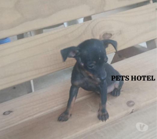 pinscher-preto-canela-mococa-sp-venda-de-filhote-sao-paulo-oportunidade-unica-oportunidade-unica-big-1