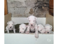 dogo-argentino-exemplar-da-raca-viamao-rs-disponivel-melhor-oferta-rio-grande-small-0