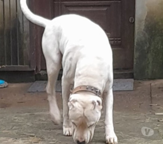 dogo-argentino-exemplar-da-raca-viamao-rs-disponivel-melhor-oferta-rio-grande-big-1