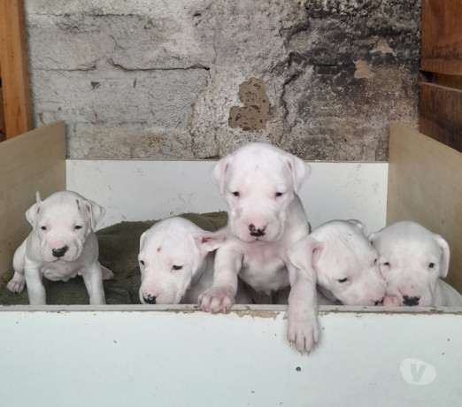 dogo-argentino-exemplar-da-raca-viamao-rs-disponivel-melhor-oferta-rio-grande-big-0