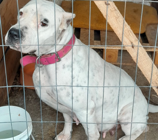 dogo-argentino-exemplar-da-raca-viamao-rs-disponivel-melhor-oferta-rio-grande-big-2