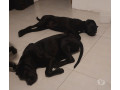 vendo-cane-corso-peruibe-sp-venda-de-filhotes-de-premium-em-sao-paulo-r-20000-r-20000-small-2