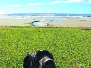 vendo-cane-corso-peruibe-sp-venda-de-filhotes-de-premium-em-sao-paulo-r-20000-r-20000