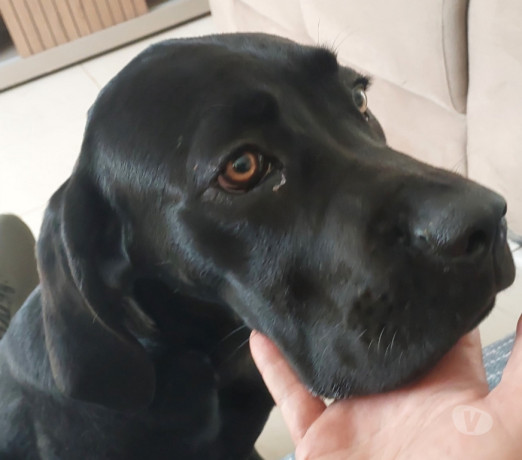 vendo-cane-corso-peruibe-sp-venda-de-filhotes-de-premium-em-sao-paulo-r-20000-r-20000-big-1