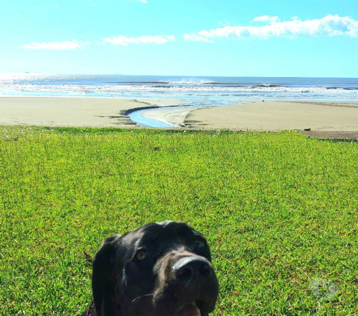 vendo-cane-corso-peruibe-sp-venda-de-filhotes-de-premium-em-sao-paulo-r-20000-r-20000-big-0