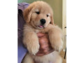 golden-retriever-filhotes-cabo-frio-rj-venda-d-de-diferenciado-em-rio-de-garantia-small-2
