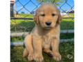 golden-retriever-filhotes-cabo-frio-rj-venda-d-de-diferenciado-em-rio-de-garantia-small-1
