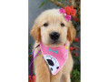 golden-retriever-filhotes-cabo-frio-rj-venda-d-de-diferenciado-em-rio-de-garantia-small-0