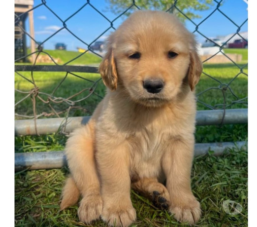 golden-retriever-filhotes-cabo-frio-rj-venda-d-de-diferenciado-em-rio-de-garantia-big-1