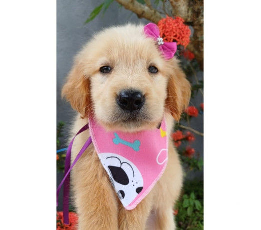 golden-retriever-filhotes-cabo-frio-rj-venda-d-de-diferenciado-em-rio-de-garantia-big-0