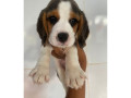 beagle-filhotes-saudaveis-machos-e-femeas-angra-melhor-oferta-rio-de-condicao-especial-small-0