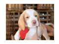 beagle-filhotes-saudaveis-machos-e-femeas-angra-melhor-oferta-rio-de-condicao-especial-small-2
