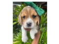 beagle-filhotes-saudaveis-machos-e-femeas-angra-melhor-oferta-rio-de-condicao-especial-small-1