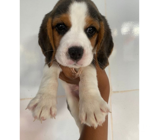 beagle-filhotes-saudaveis-machos-e-femeas-angra-melhor-oferta-rio-de-condicao-especial-big-0