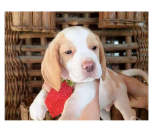 beagle-filhotes-saudaveis-machos-e-femeas-angra-melhor-oferta-rio-de-condicao-especial-big-2