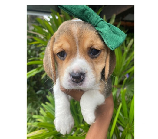 beagle-filhotes-saudaveis-machos-e-femeas-angra-melhor-oferta-rio-de-condicao-especial-big-1