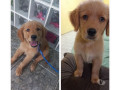 vendo-filhote-de-golden-retrivier-bento-ribeiro-rio-de-oportunidade-unica-small-0