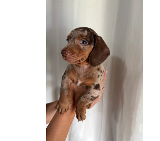 disponivel-sao-paulo-conservado-oportunidade-unica-big-1