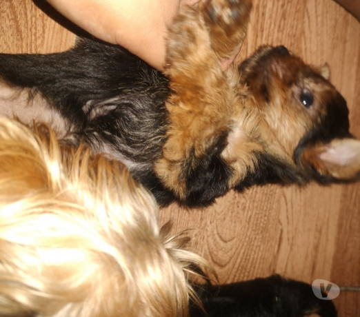 filhote-yorkshire-outros-bairros-rio-de-janeiro-rj-melhor-oferta-rio-de-oportunidade-unica-big-0