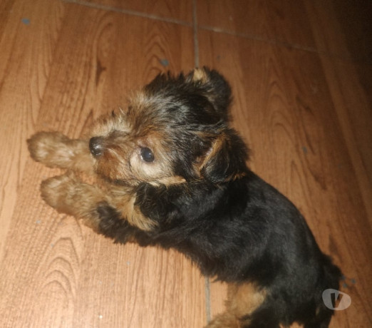 filhote-yorkshire-outros-bairros-rio-de-janeiro-rj-melhor-oferta-rio-de-oportunidade-unica-big-2