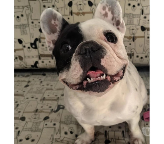 filhotes-bulldog-frances-sumare-sp-venda-de-filh-em-sao-paulo-melhor-preco-da-regiao-com-condicoes-especiais-condicao-especial-big-1
