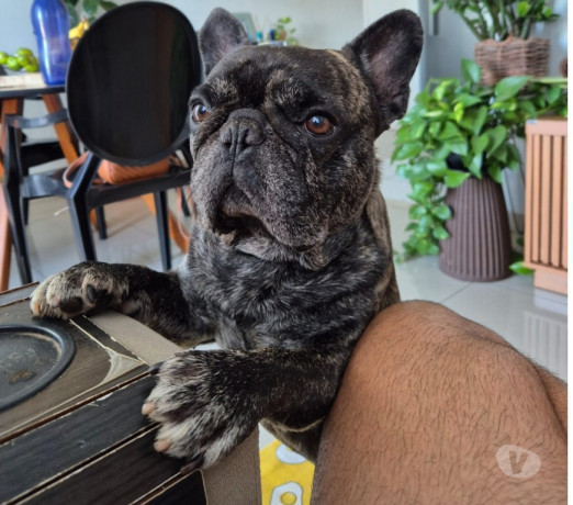 filhotes-bulldog-frances-sumare-sp-venda-de-filh-em-sao-paulo-melhor-preco-da-regiao-com-condicoes-especiais-condicao-especial-big-0