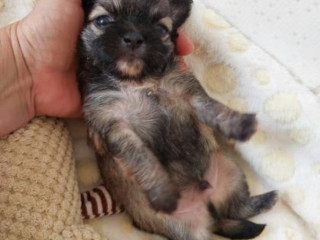 chihuahua-micro-sao-jose-do-rio-preto-sp-venda-d-premium-em-sao-paulo-negociavel