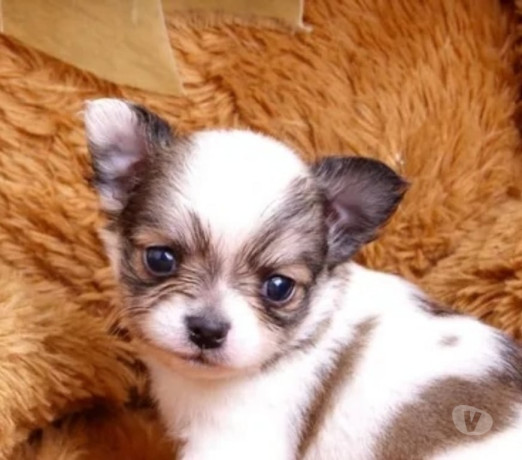 chihuahua-micro-sao-jose-do-rio-preto-sp-venda-d-premium-em-sao-paulo-negociavel-big-1