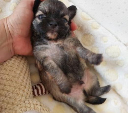 chihuahua-micro-sao-jose-do-rio-preto-sp-venda-d-premium-em-sao-paulo-negociavel-big-0