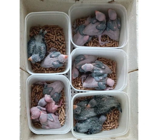 ring-neck-e-rosela-para-pet-almirante-tamandare-pr-paranaalmirante-tamandare-oportunidade-unica-r-150000-em-paranaalmirante-tamandare-r-150000-negociavel-big-1