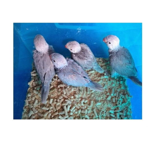 ring-neck-e-rosela-para-pet-almirante-tamandare-pr-paranaalmirante-tamandare-oportunidade-unica-r-150000-em-paranaalmirante-tamandare-r-150000-negociavel-big-3