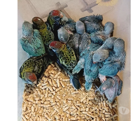 ring-neck-e-rosela-para-pet-almirante-tamandare-pr-paranaalmirante-tamandare-oportunidade-unica-r-150000-em-paranaalmirante-tamandare-r-150000-negociavel-big-0