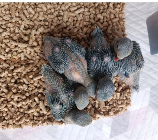 ring-neck-e-rosela-para-pet-almirante-tamandare-pr-paranaalmirante-tamandare-oportunidade-unica-r-150000-em-paranaalmirante-tamandare-r-150000-negociavel-big-4