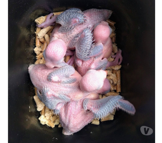 ring-neck-e-rosela-para-pet-almirante-tamandare-pr-paranaalmirante-tamandare-oportunidade-unica-r-150000-em-paranaalmirante-tamandare-r-150000-negociavel-big-2