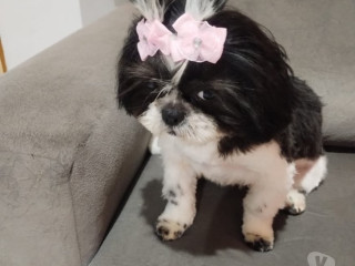 cachorra-chitsu-sao-mateus-oportunidade-de-filhotes-de-diferenciado-em-sao-paulo