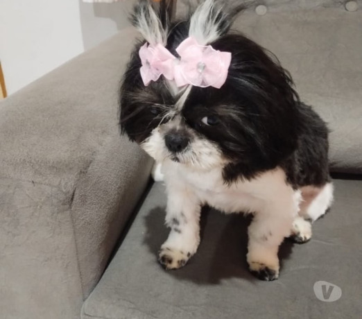 cachorra-chitsu-sao-mateus-oportunidade-de-filhotes-de-diferenciado-em-sao-paulo-big-0