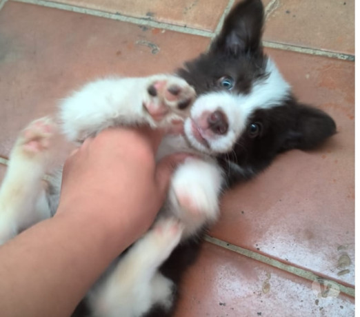 semi-novo-mato-grosso-otima-oportunidade-big-1