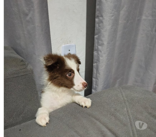 semi-novo-mato-grosso-otima-oportunidade-big-0