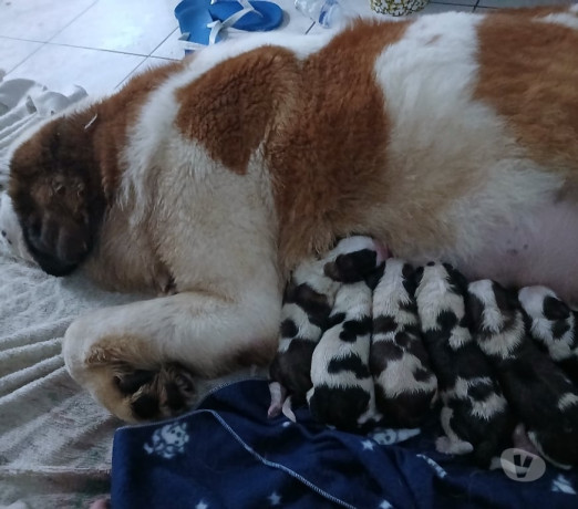 excelente-sao-paulo-localizacao-privilegiada-entrega-imediata-big-2