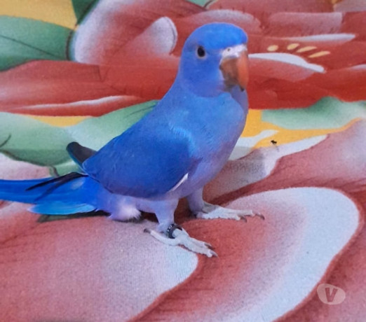 animais-de-estimacao-camacari-ba-disponivel-de-filhot-premium-em-bahiacamacari-em-bahiacamacari-big-0