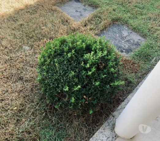 servicos-de-pedreirojardinagem-e-pinturas-mesquit-rio-de-oportunidade-unica-big-1