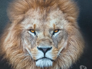 negro-para-fantasias-de-casais-araucaria-pr-orgi-em-paranaaraucaria-atendimento-personalizado-e-especializado-em-paranaaraucaria-oportunidade-unica