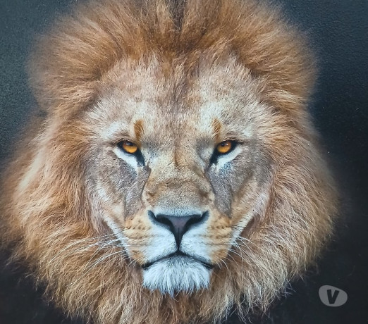 negro-para-fantasias-de-casais-araucaria-pr-orgi-em-paranaaraucaria-atendimento-personalizado-e-especializado-em-paranaaraucaria-oportunidade-unica-big-0